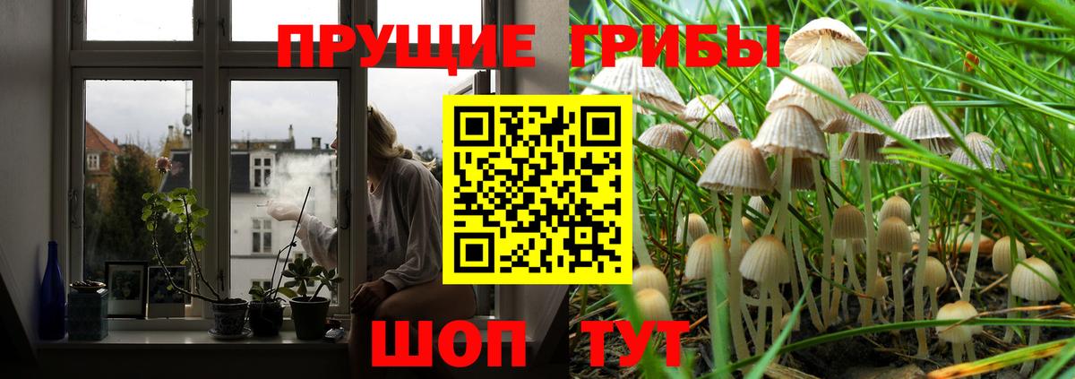 Королёв  Галлюциногенные грибы Psilocybine cubensis  Вход с VPN 